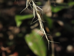 Aristida benthamii