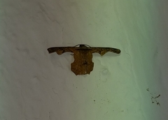 Monobolodes prunaria