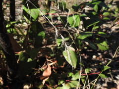 Aristida benthamii