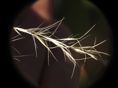 Aristida benthamii