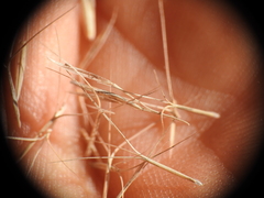 Aristida benthamii