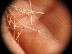 Aristida benthamii