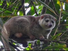 Strigocuscus celebensis