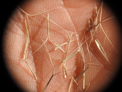 Aristida benthamii