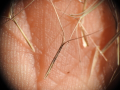 Aristida benthamii
