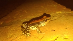 Hydrophylax bahuvistara