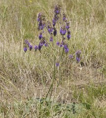 Salvia nutans