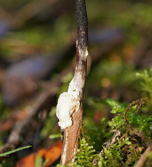 Cordyceps cranstounii