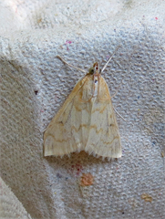 Hahncappsia pergilvalis