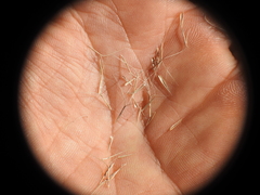 Aristida benthamii