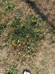 Lotus corniculatus