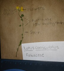 Lotus corniculatus