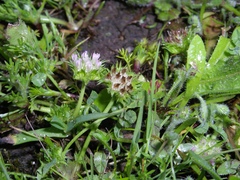 Trifolium microdon
