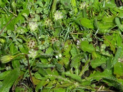 Trifolium microdon