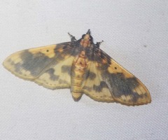 Pachynoa thoosalis