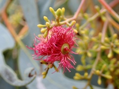 Eucalyptus largiflorens