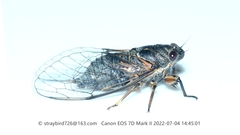 Tettigetta shansiensis