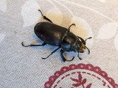 Lucanus cervus