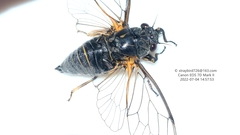 Tettigetta shansiensis