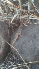 Hemidactylus murrayi