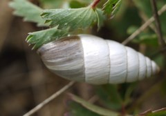 Brephulopsis cylindrica