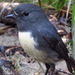 South Island Robin - Photo (c) ryaninnz, some rights reserved (CC BY-NC)