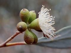 Eucalyptus largiflorens