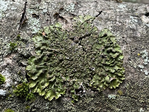 diskovka čiaškovitá (Pleurosticta acetabulum)