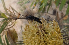 Laeviscolia frontalis