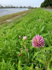 Trifolium pratense