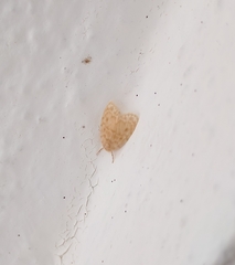 Schistophleps pyrifulvia