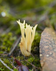 Ramaria lorithamnus