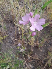 Malva moschata