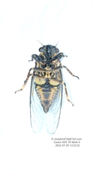 Tettigetta shansiensis