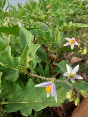 Solanum carolinense