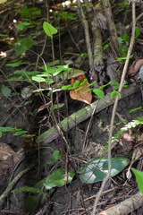 Mickelopteris cordata
