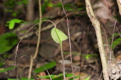Mickelopteris cordata