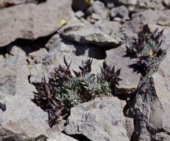 Anelsonia eurycarpa