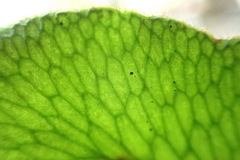 Mickelopteris cordata