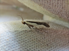 Dichomeris inserrata