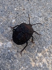 Coridius viduatus