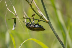 Julodis ehrenbergii
