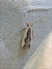Dichomeris inserrata