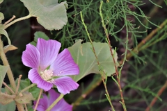Malva lusitanica