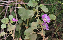 Malva lusitanica