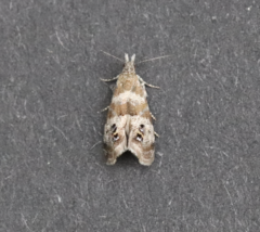 Caloreas hyperboreas