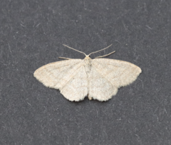 Scopula frigidaria
