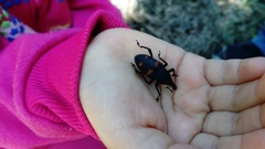 Cactophagus spinolae