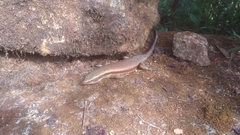 Eutropis carinata