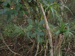 Allophylus decipiens